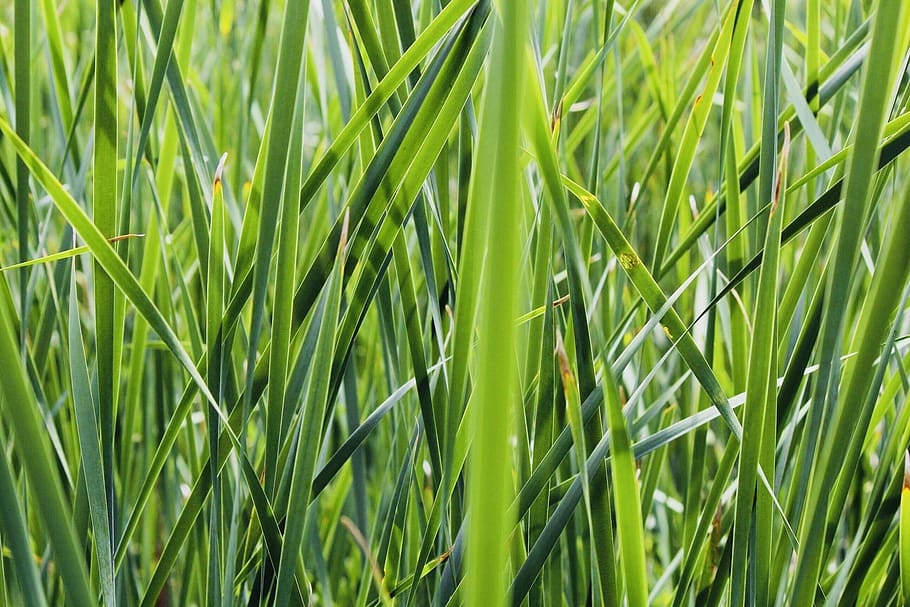 green, grass, nature, plants, wallpaper, stock, background HD wallpaper
