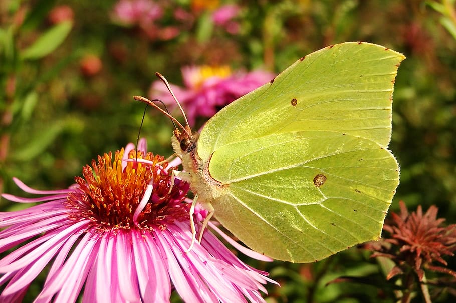 nature, flower, plant, insect, garden, butterfly day, color HD wallpaper