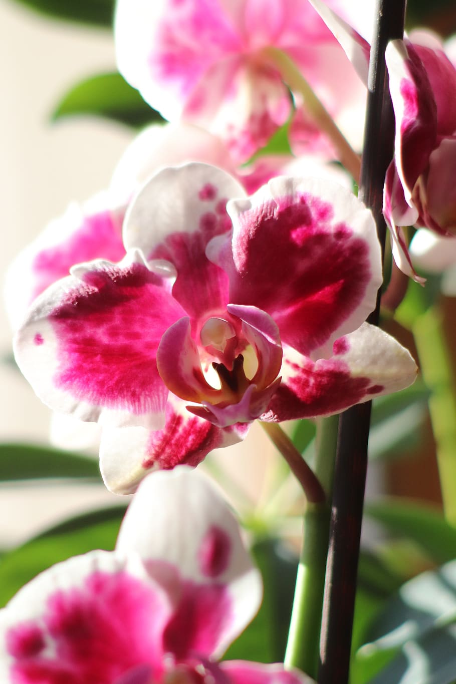 flower, orchids, blossom, bloom, flowering plant, beauty in nature HD wallpaper