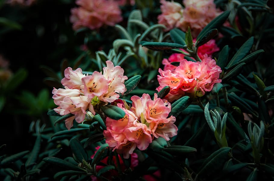 flowering plant, freshness, beauty in nature, fragility, vulnerability HD wallpaper