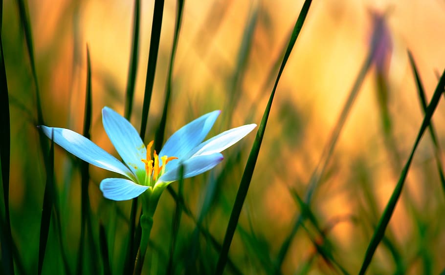 nature, green, white, flower, plant, freshness, flowering plant HD wallpaper