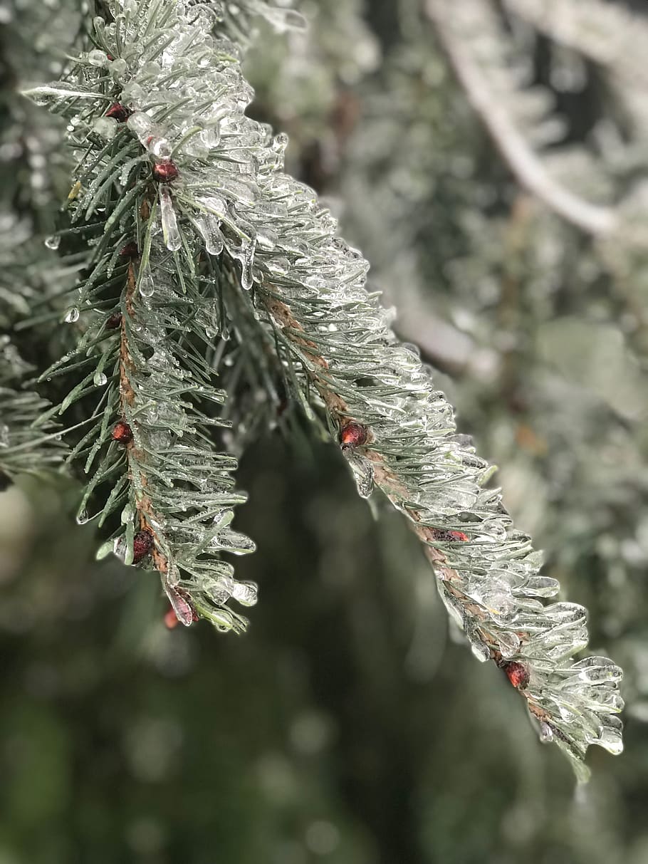 Icy Tree, branch, close-up, conifer, evergreen, fir, frost, frozen HD wallpaper