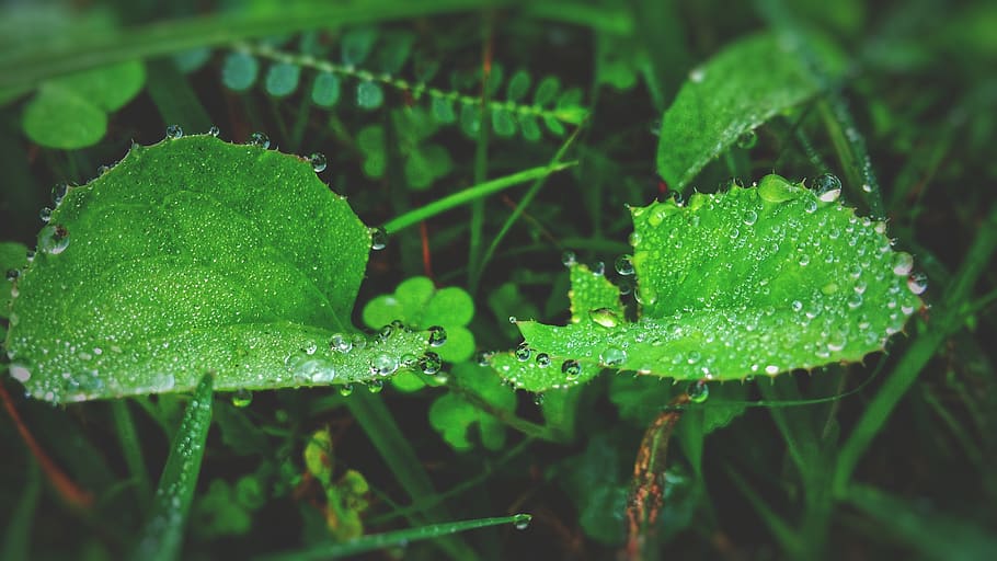 Green Leaf Plant With Raindrops, blur, blurred, blurred background HD wallpaper