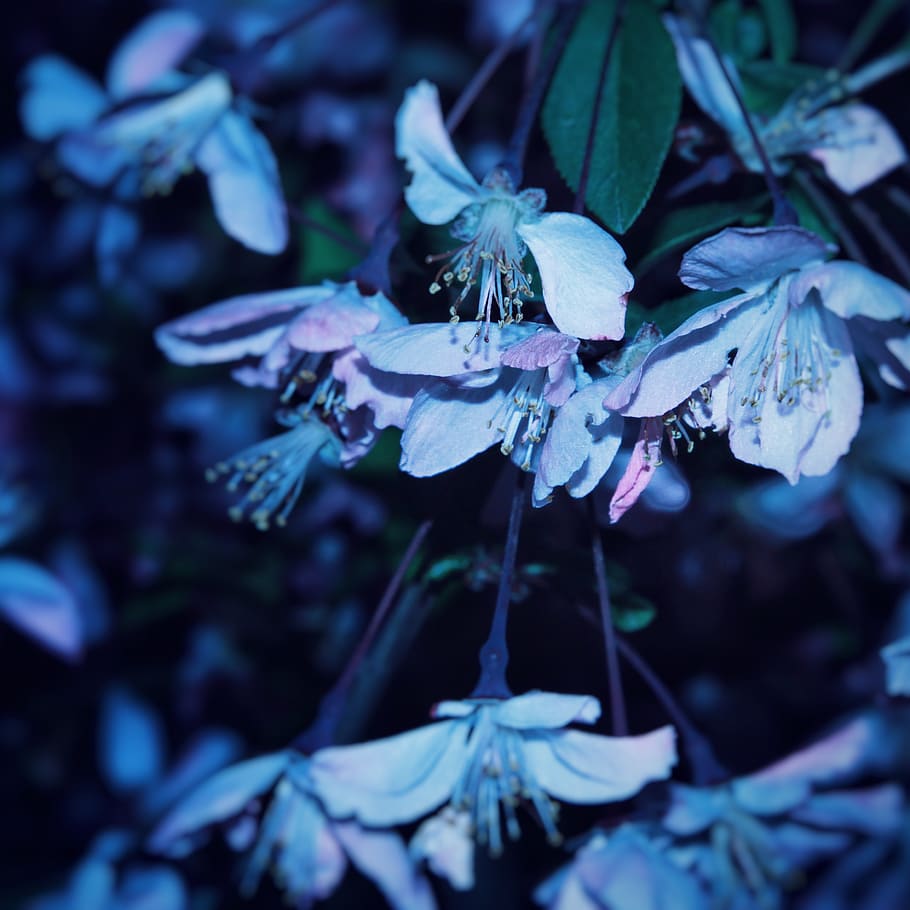flower, purple, spring, peach, plant, growth, close-up, beauty in nature HD wallpaper