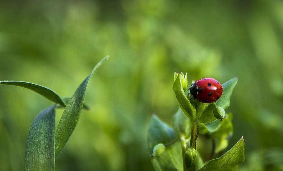spring, grass, nature, meadow, green, macro, ladybug, green color HD wallpaper