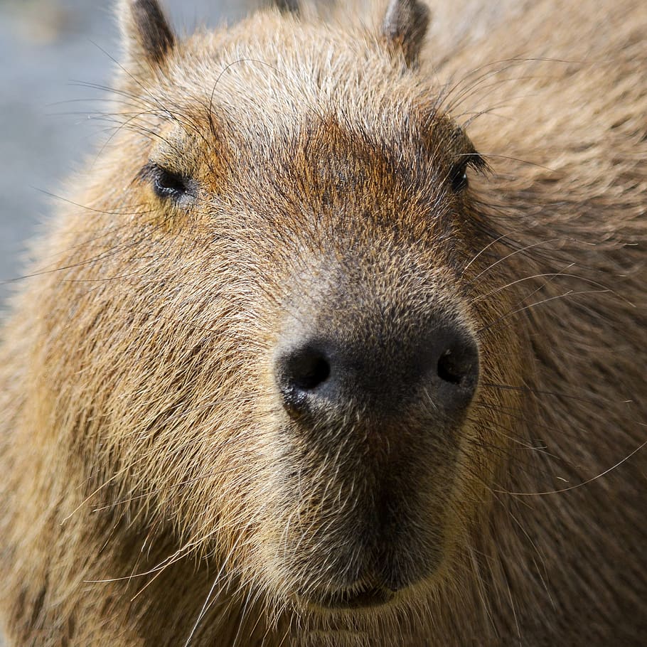 capybara, south america, portrait, guinea pig, rodent, water
