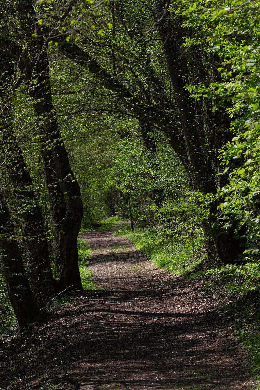 away, trees, nature, forest, path, landscape, avenue, trail HD wallpaper