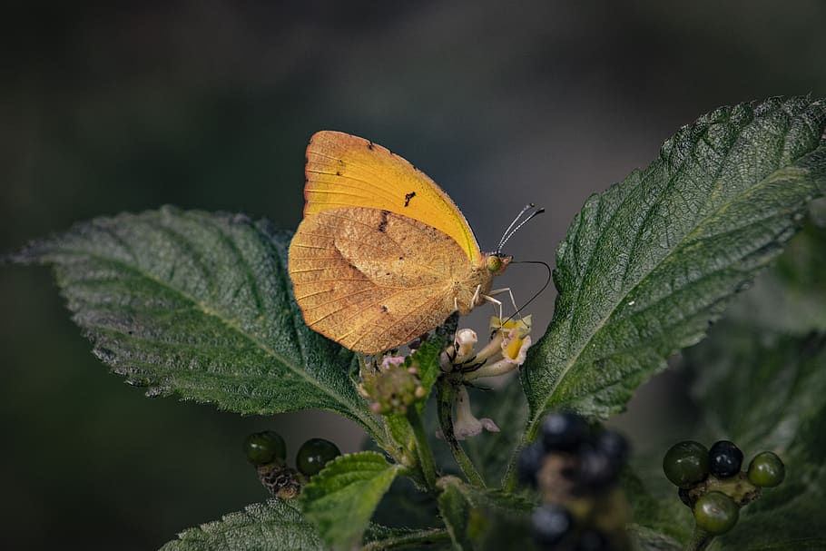butterfly, yellow, flower, insect, wings, wild, nature, plant part HD wallpaper