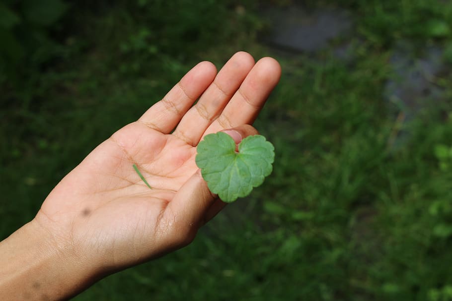 cape verde, human hand, human body part, real people, plant HD wallpaper
