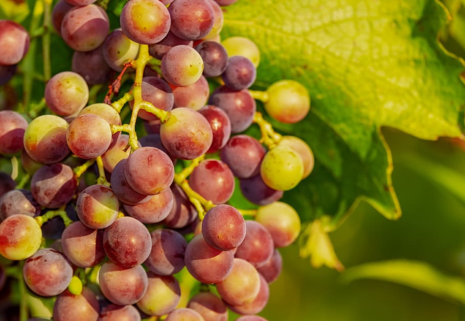 grapes, vine, red grapes, winegrowing, fruit, immature, food HD wallpaper