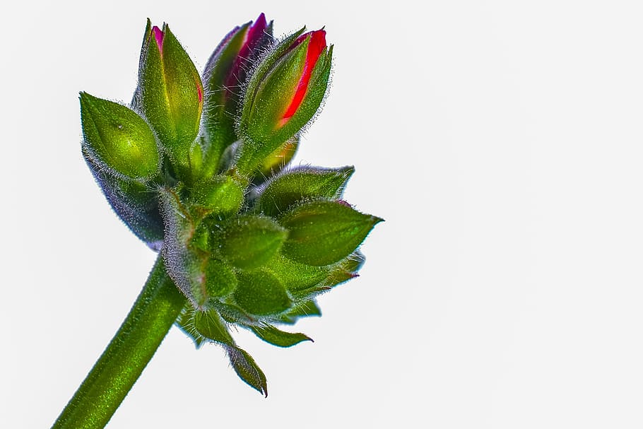 nature, flower, plant, spring, garden, petals, red, natural HD wallpaper