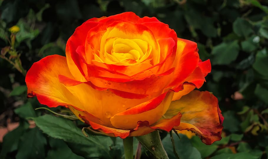 flower, flora, nature, yellow, garden, petal, flowering plant HD wallpaper
