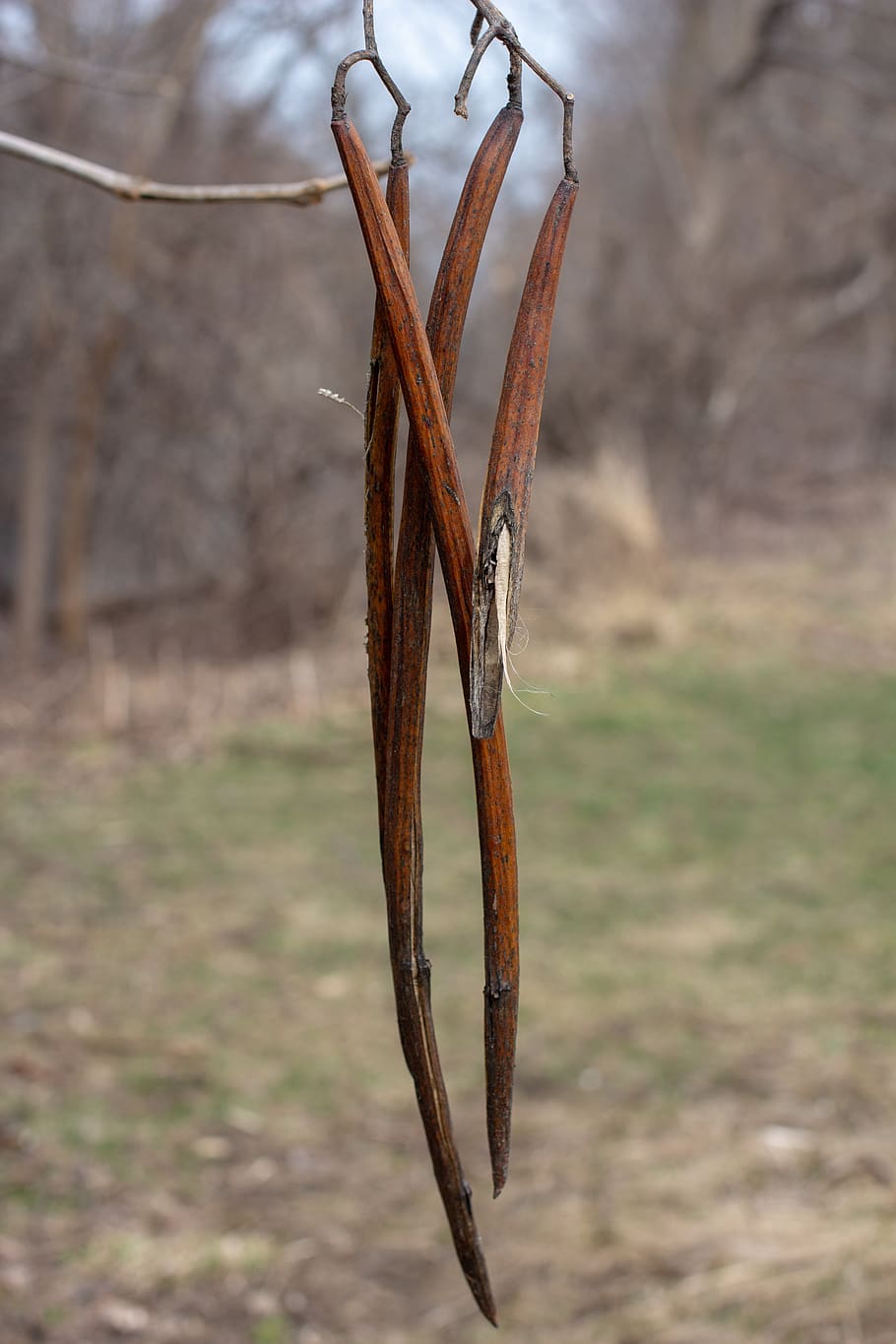 insect, invertebrate, animal, rust, evanston, il, symbol, arrow HD wallpaper