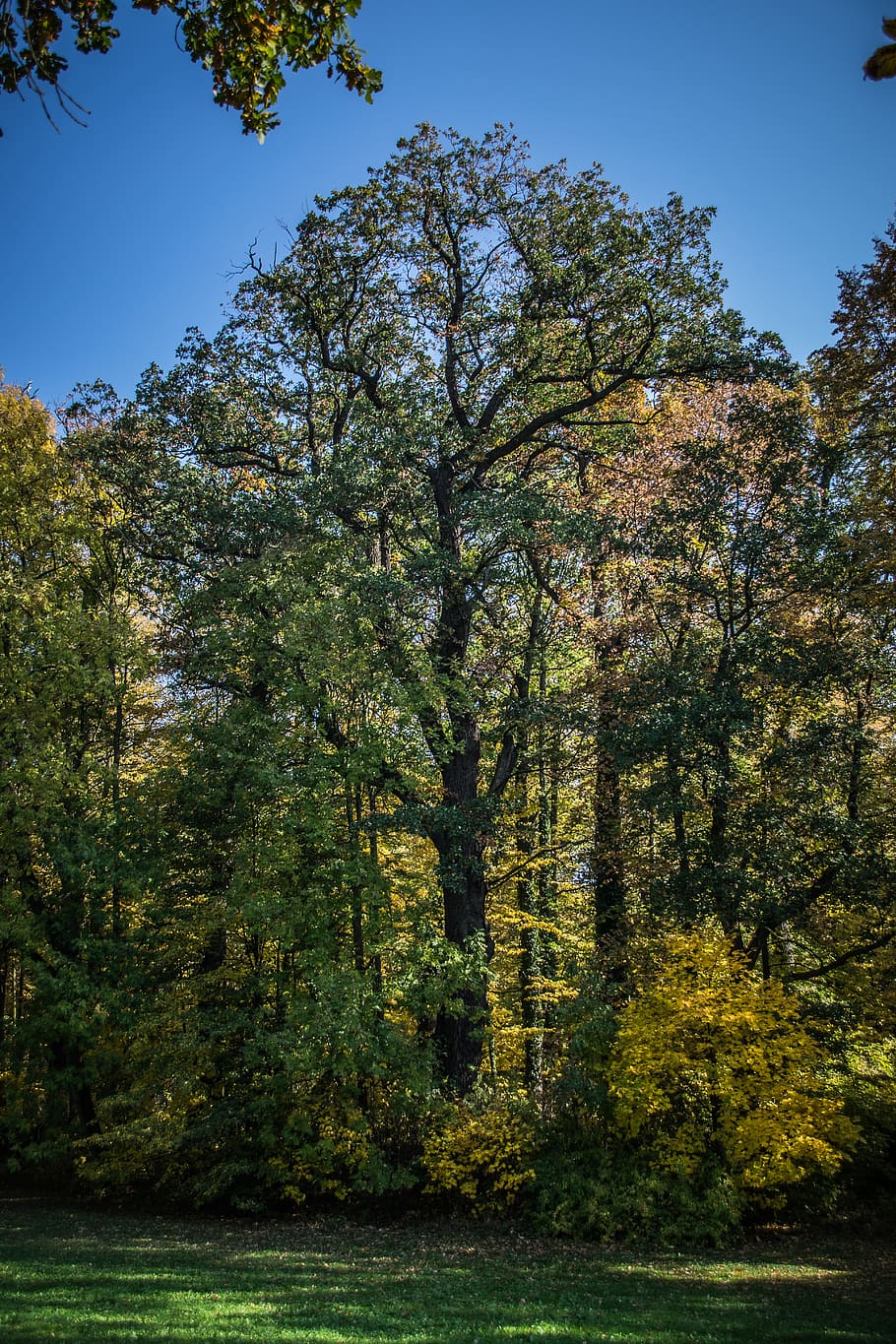 old, tree, landscape, autumn, plant, beauty in nature, growth HD wallpaper