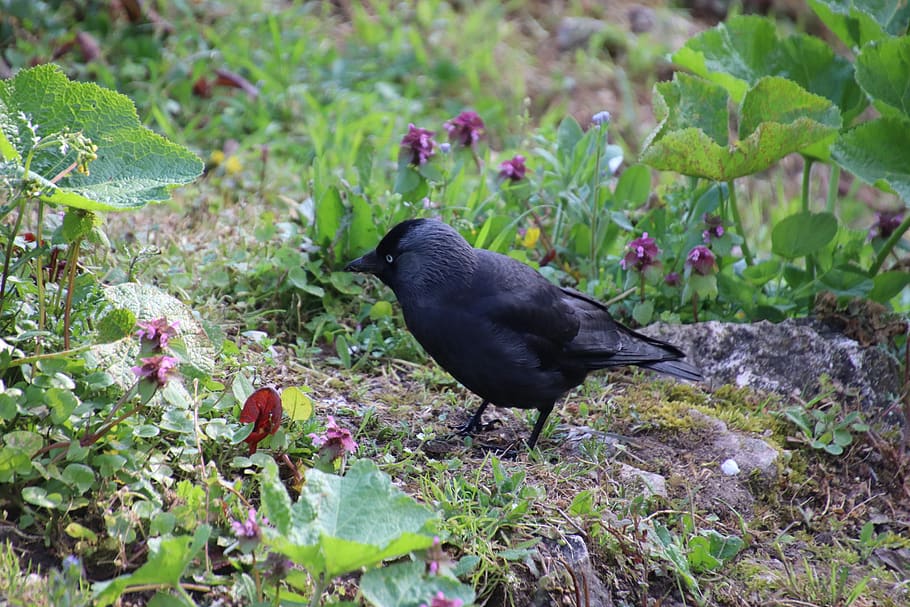 corneille, black, bird, cute, garden, pen, plumage, beak, wings HD wallpaper