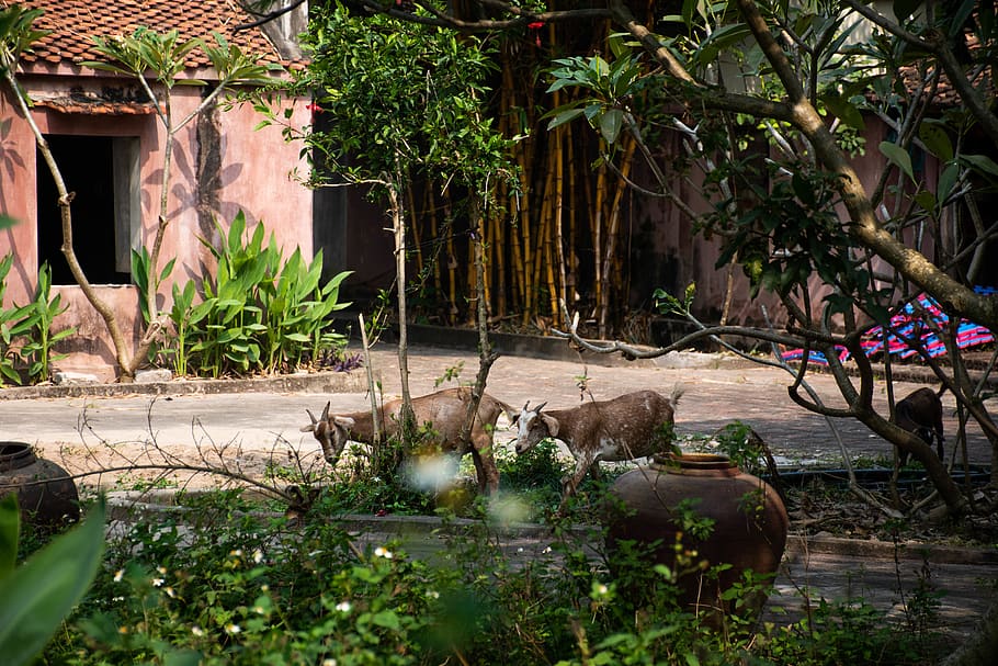 two goats near trees, plant, growth, nature, architecture, water HD wallpaper