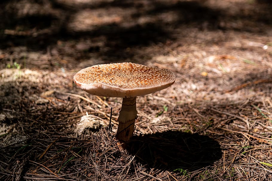 mushroom, forest, nature, fungus, vegetable, food, growth, plant HD wallpaper