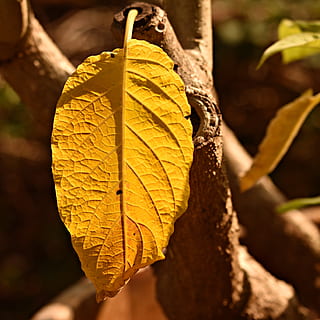yellow leaf, plant, vein, pattern, angel trumpet, brugmansia HD wallpaper