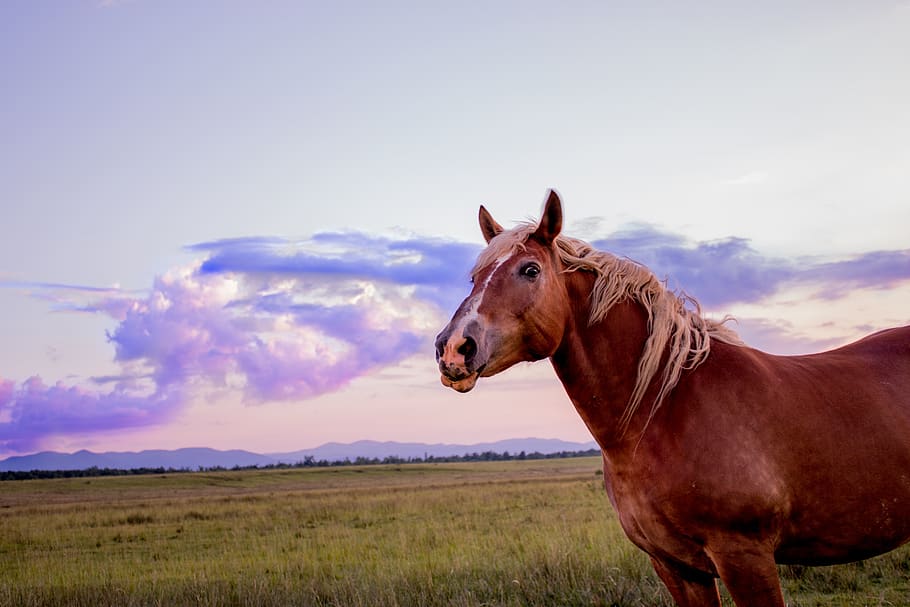 horse, sunset, cloud, sky, orange, nature, grass, green, brown HD wallpaper