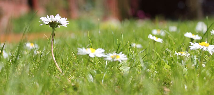 daisy, grass, garden, spring, nature, flowers, meadow, bloom HD wallpaper