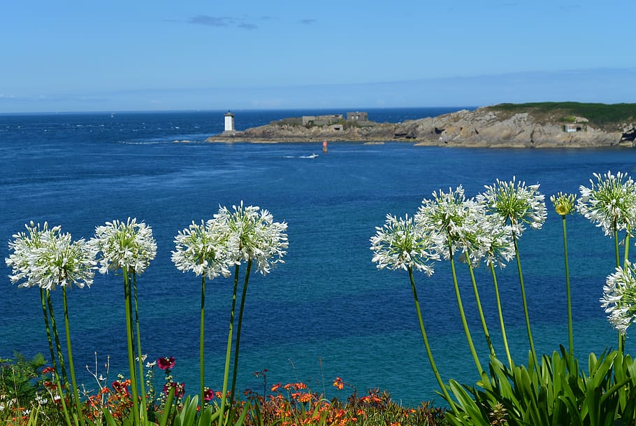 france, le conquet, sea, brittany, flower, coast, water, beauty in nature