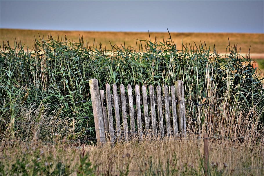 gate, goal, input, old, wood, access, isolated, nature reserve HD wallpaper