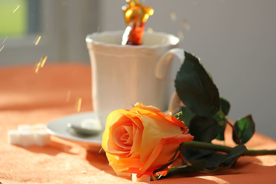 flower, flowering plant, rose, rose - flower, beauty in nature HD wallpaper