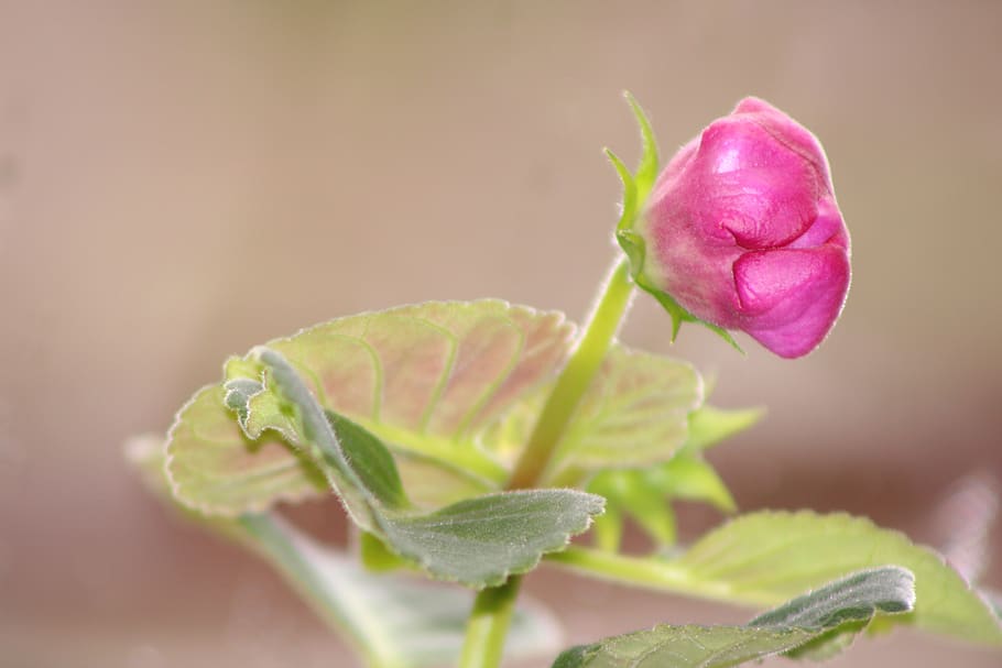 gloxinia, flower, pink, plant, freshness, beauty in nature HD wallpaper