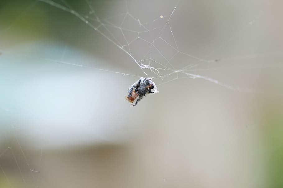 spiders, web, insect, macro, beetle, animal themes, one animal HD wallpaper