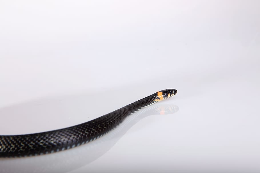 snake, slither, animal, black, cold, blooded, cunning, danger HD wallpaper