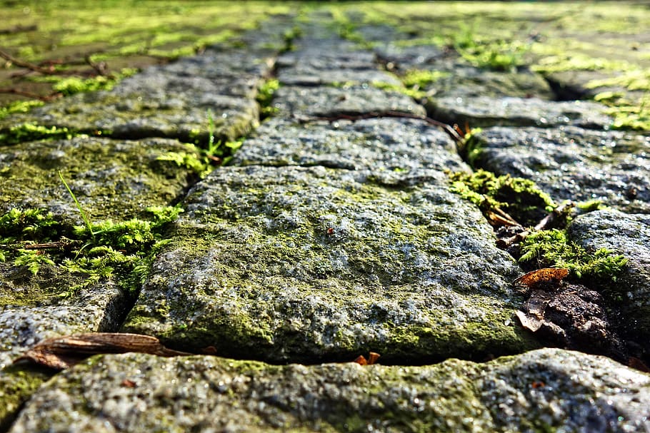 cobble stone, path, walkway, paved, moss, moss grown cobbles, HD wallpaper