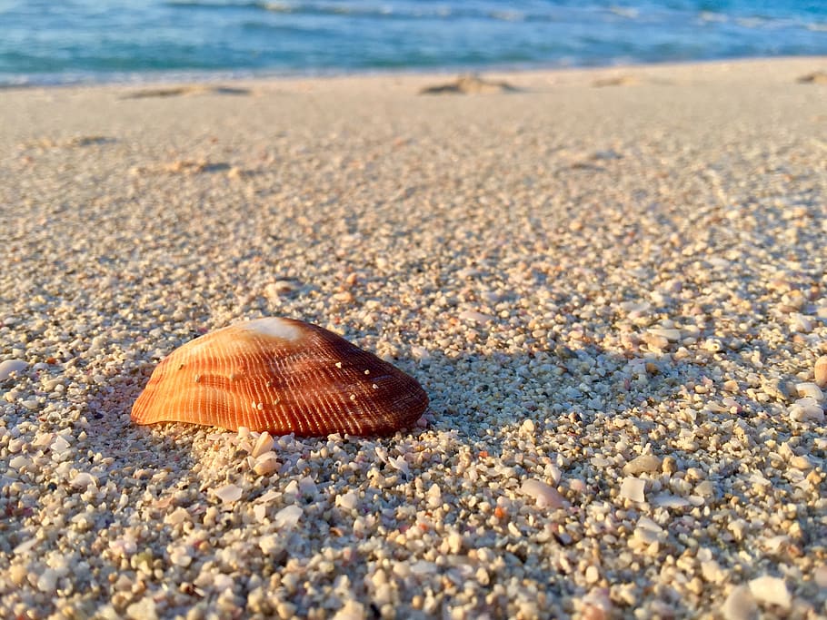 seashell, sand, loneliness, beach, seashore, coast, water, lonely HD wallpaper