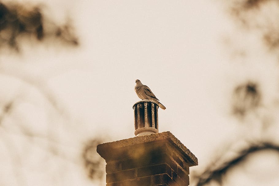 Brown Bird on Selective Focus Photography, blur, chimney, concrete HD wallpaper