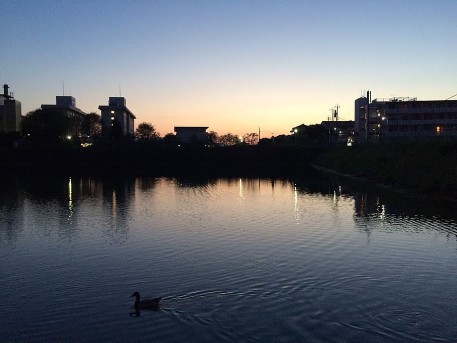 nature, sunset, dusk, reflection, symmetrical, sky, water, duck HD wallpaper