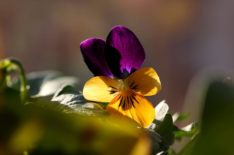 pansy, flower, spring, plant, purple, detail, macro, flowering plant HD wallpaper