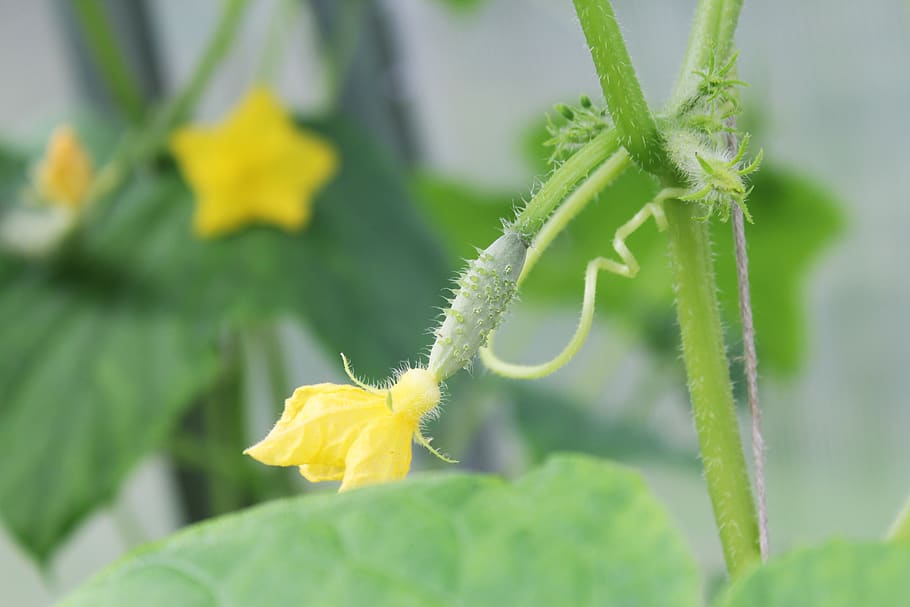 cucumber, little pickle, blooms, small cucumber, plant, greenhouse, HD wallpaper