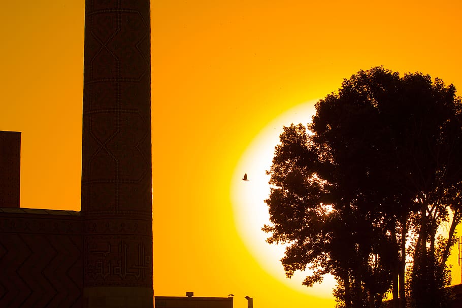 Silhouette Photography of Bird Flying Above Tree With Sunset Background HD wallpaper