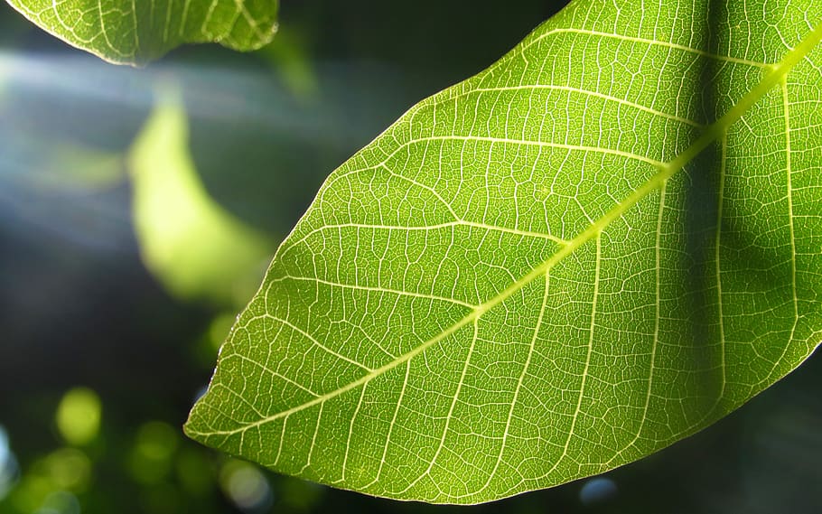 canada, penticton, green, leaf, nature, transparent, tree, plant part HD wallpaper
