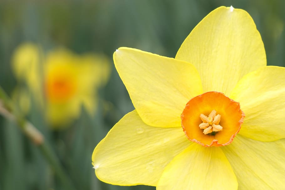 daffodil, yellow, spring, garden, easter, bloom, green, plant HD wallpaper