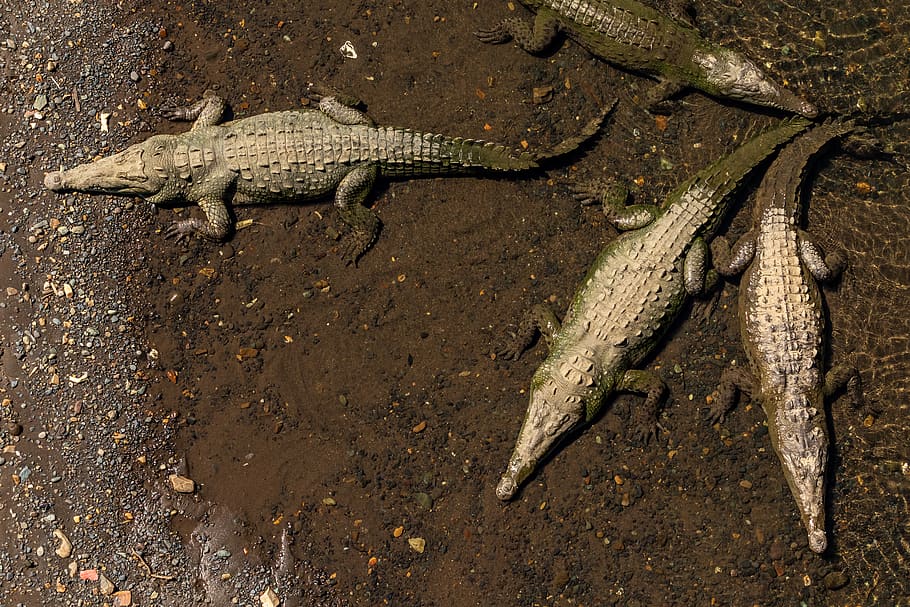 four grey crocodiles, lizard, reptile, animal, alligator, brown HD wallpaper