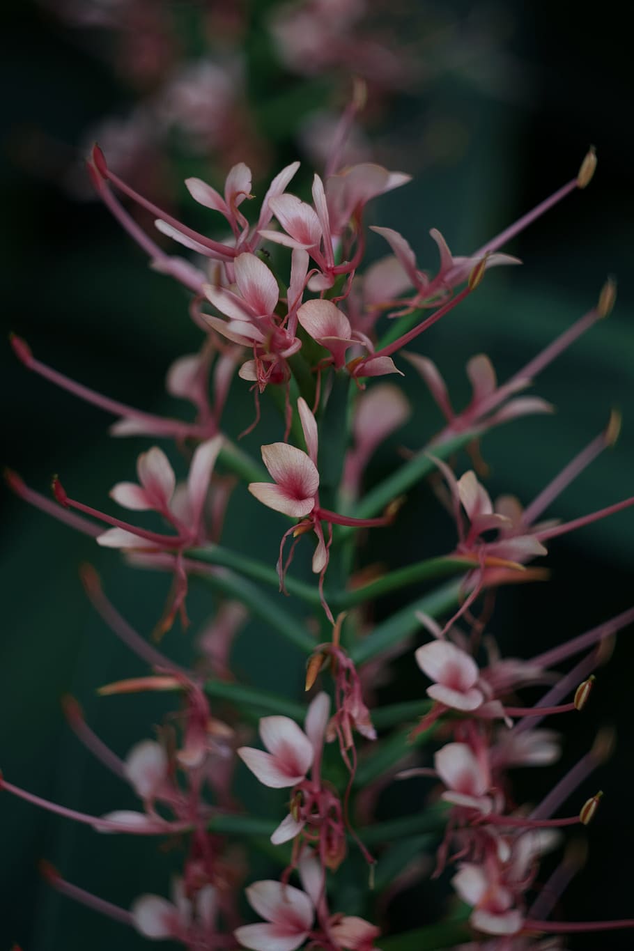 flower, beauty in nature, flowering plant, fragility, vulnerability HD wallpaper
