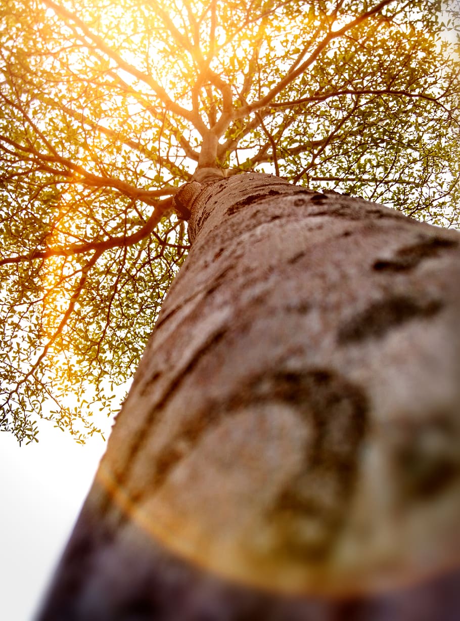 selective focus, tree, plant, tree trunk, nature, close-up HD wallpaper