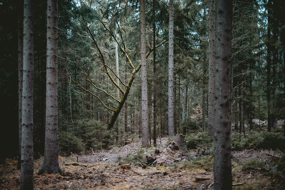 green-leafed trees, plant, tree trunk, ground, vegetation, outdoors HD wallpaper