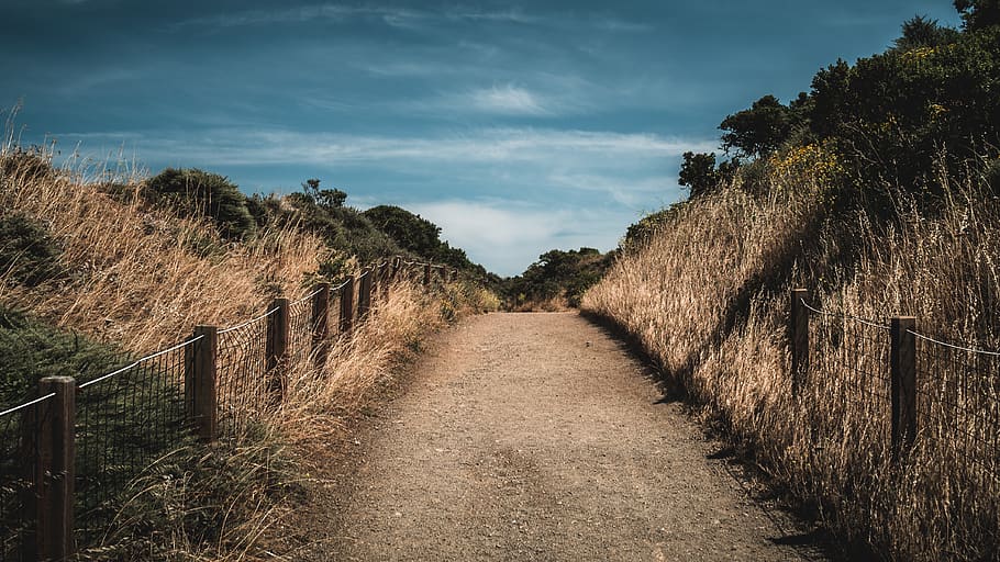 brown grass field, plant, direction, tranquility, the way forward HD wallpaper