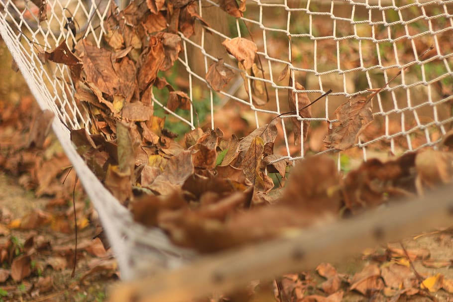turkey, tekirdağ, leaf, plant part, selective focus, nature HD wallpaper