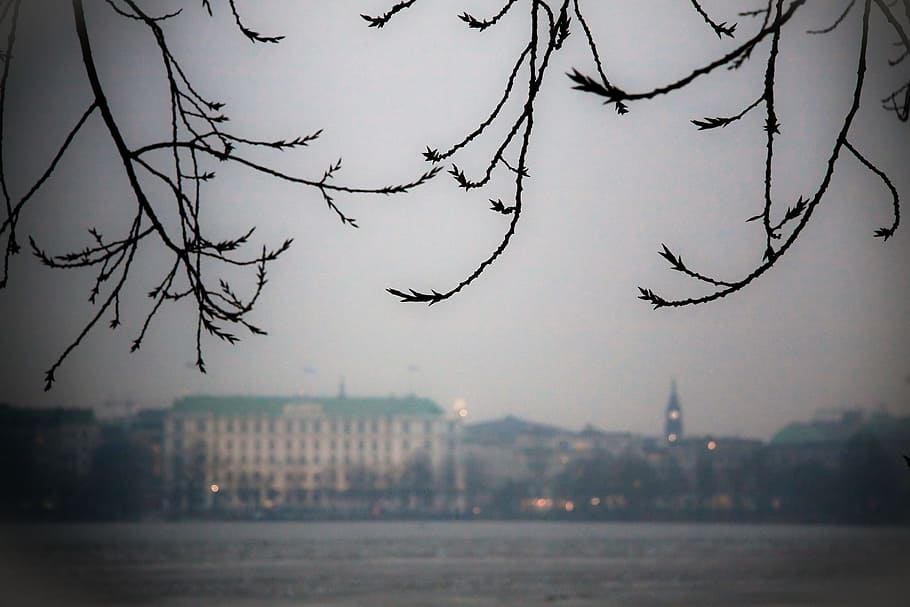 Alster river and the city of Hamburg, blue, branch, branches HD wallpaper