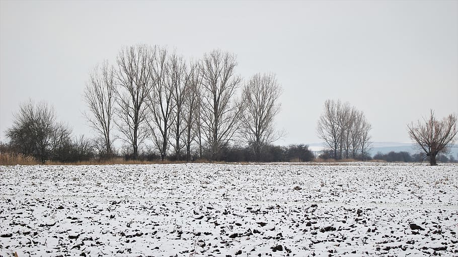 cold temperature, snow, winter, tree, bare tree, sky, nature HD wallpaper