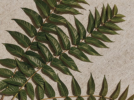 green leaf plant, annonaceae, tree, agmashenebeli alley #8, t'bilisi HD wallpaper
