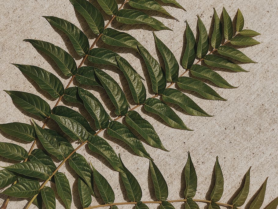 green leaf plant, annonaceae, tree, agmashenebeli alley #8, t'bilisi HD wallpaper