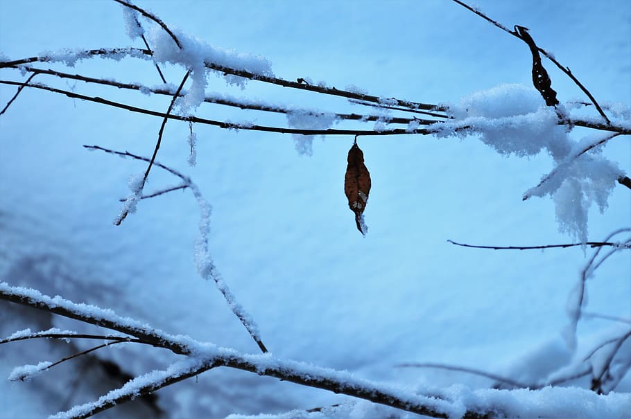 snow, last, leaf, winter, cold, frozen, white, icy, frost, branch HD wallpaper